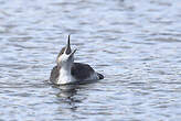 Plongeon arctique