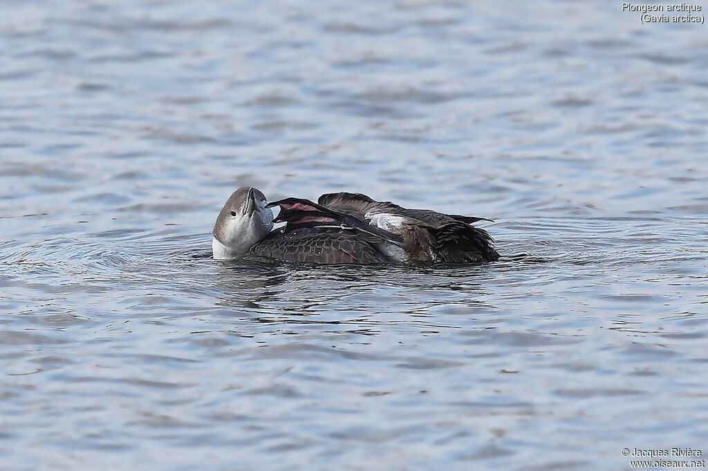 Plongeon arctique, identification, nage