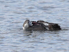 Plongeon arctique