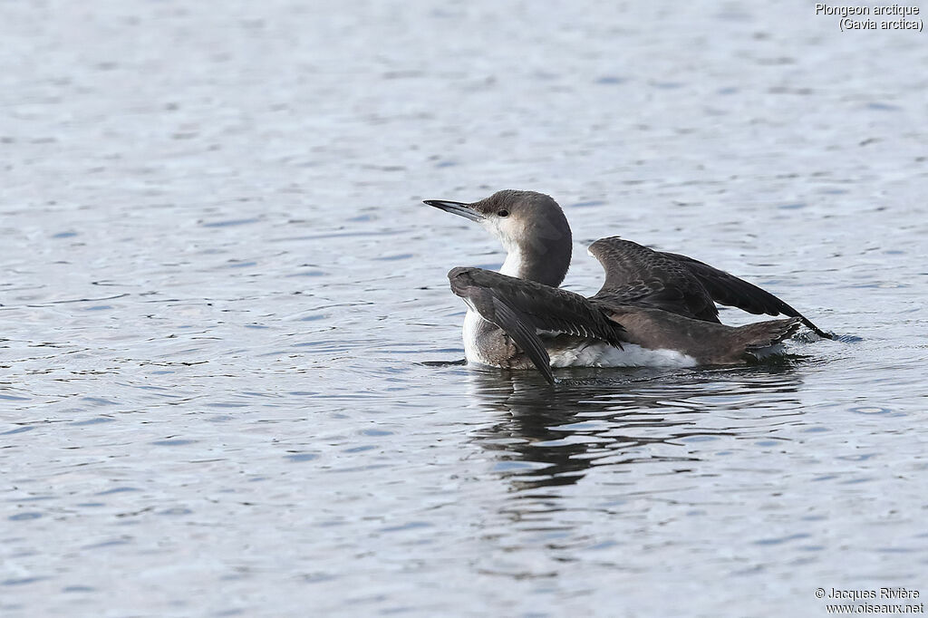 Plongeon arctique, identification, nage