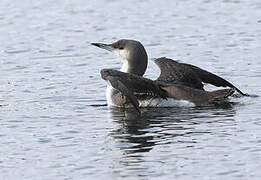 Plongeon arctique