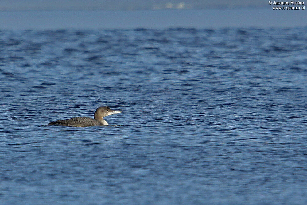 Common Loonadult post breeding