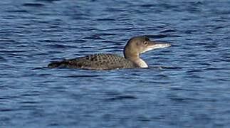 Common Loon