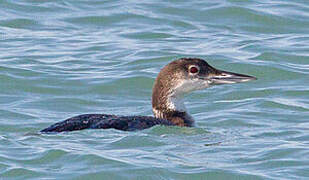 Common Loon