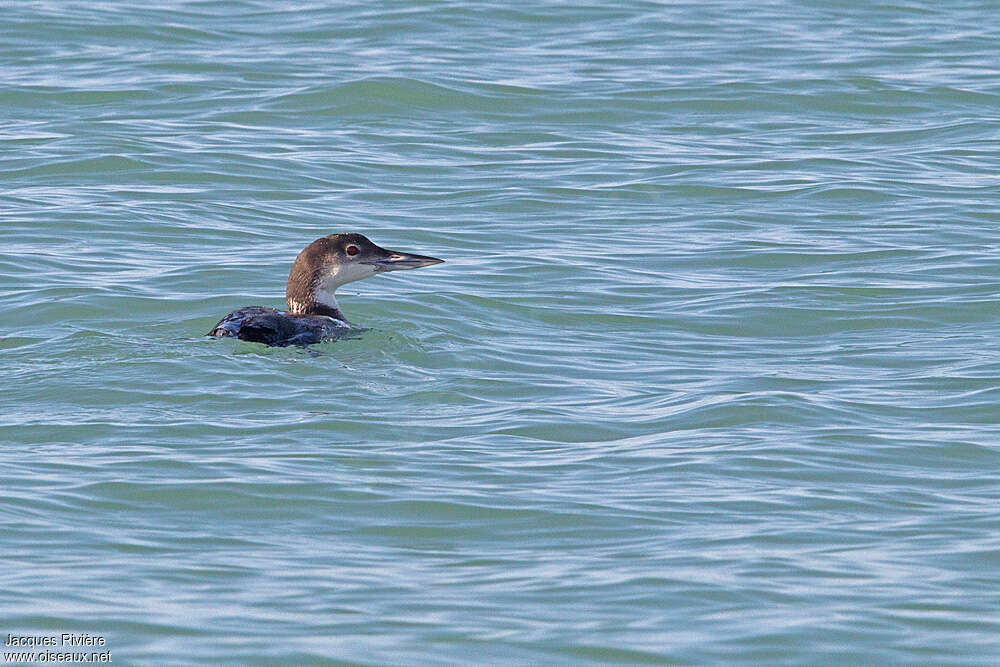 Common Loonadult post breeding, pigmentation, swimming