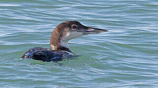 Plongeon imbrin