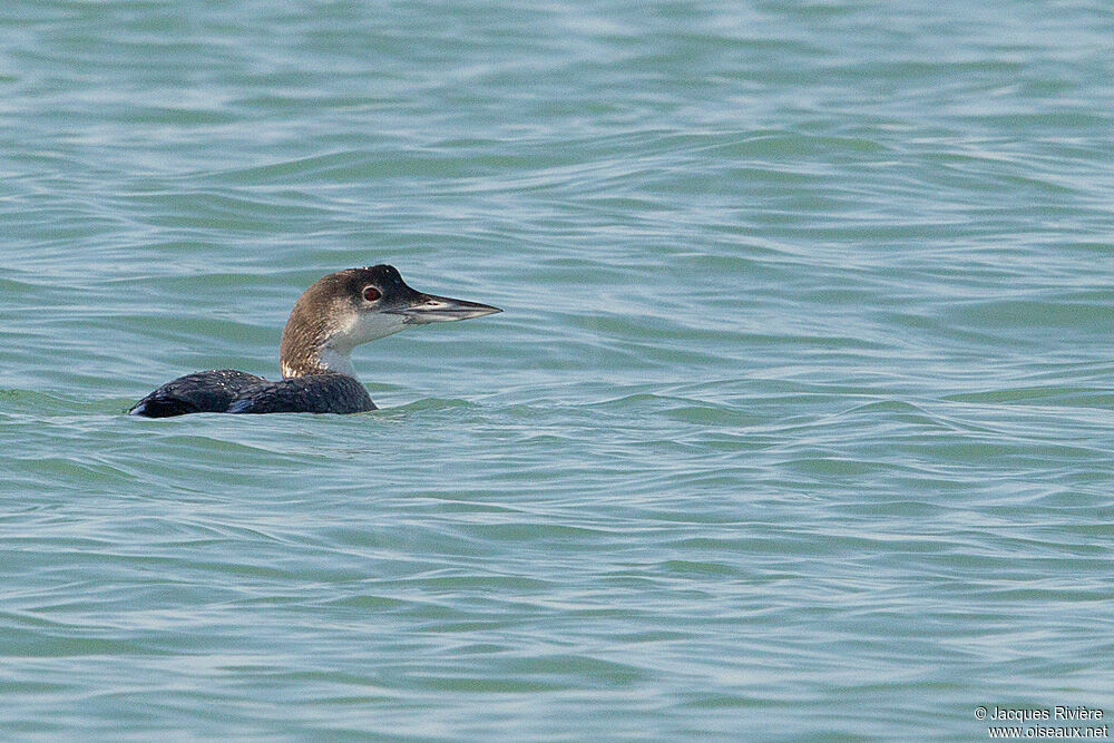 Common Loonadult post breeding