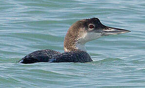 Common Loon