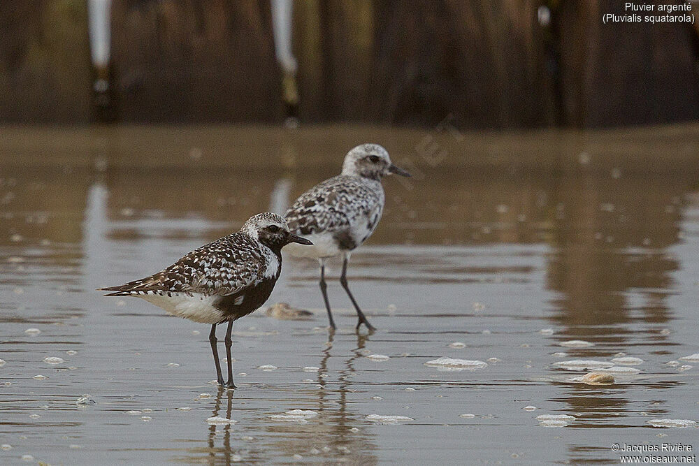 Grey Ploveradult transition, identification, walking