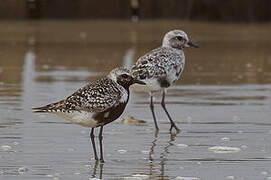 Grey Plover