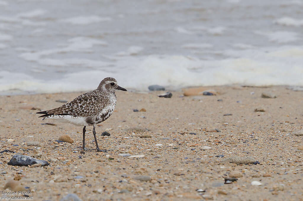 Grey Ploveradult transition, identification