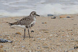 Grey Plover