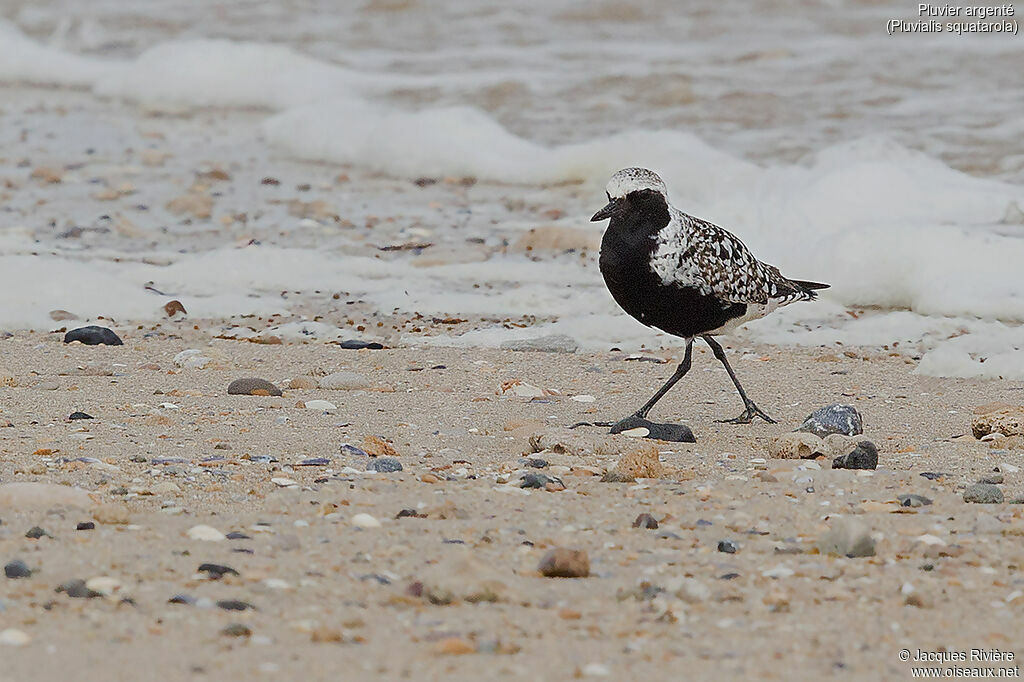 Grey Ploveradult breeding, identification