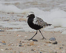 Grey Plover