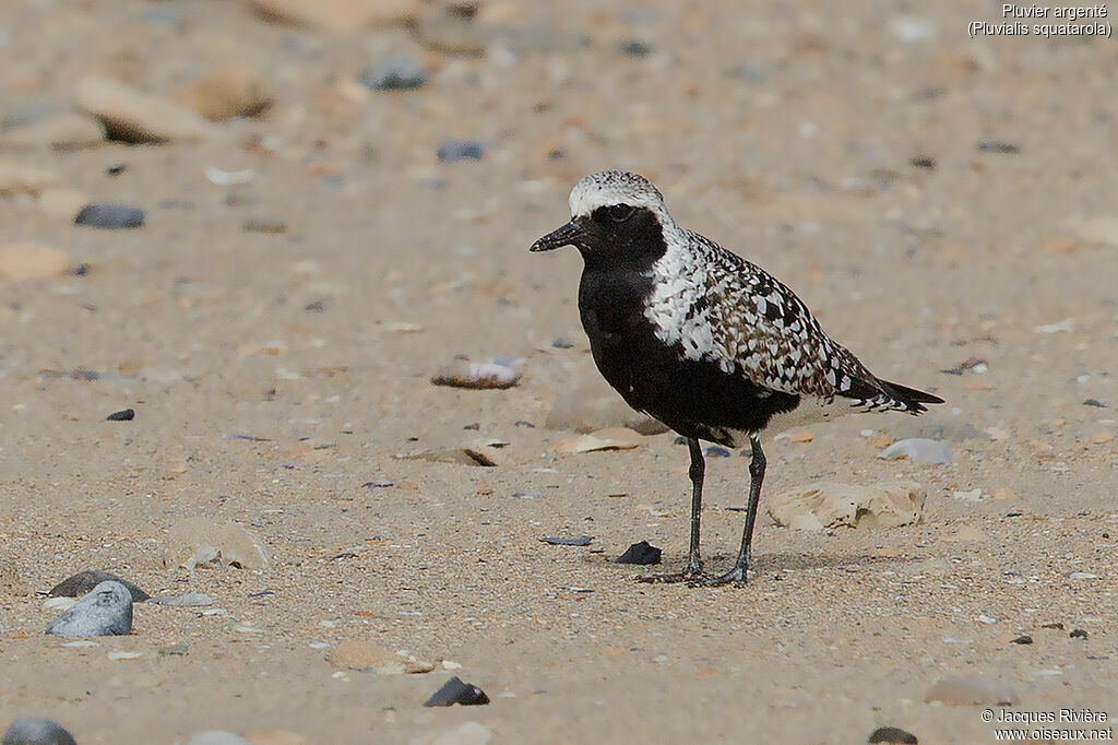 Pluvier argentéadulte nuptial, identification