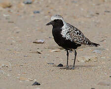 Grey Plover