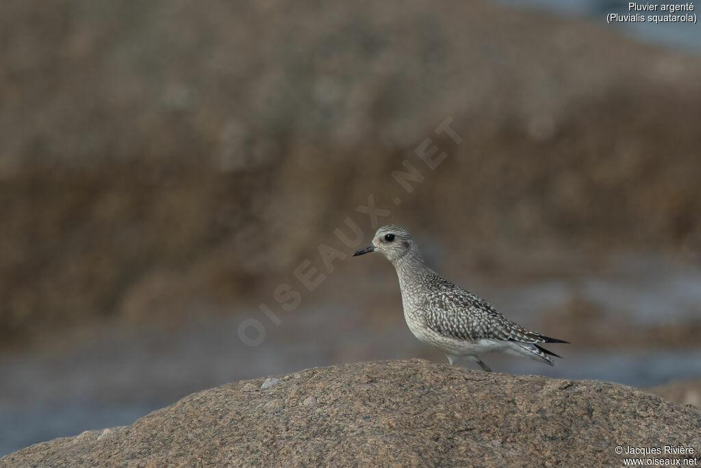 Pluvier argentéadulte internuptial, identification