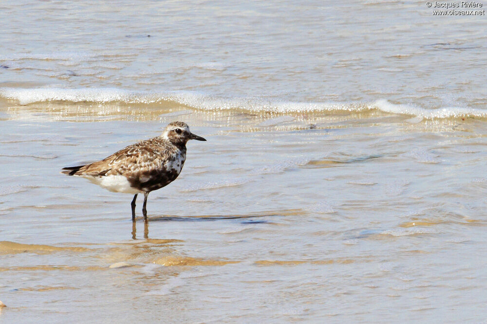 Grey Ploveradult post breeding