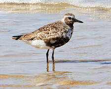 Grey Plover