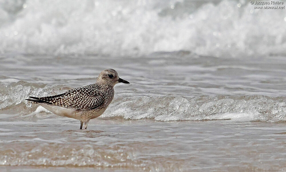 Grey Ploveradult post breeding