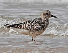 Grey Plover