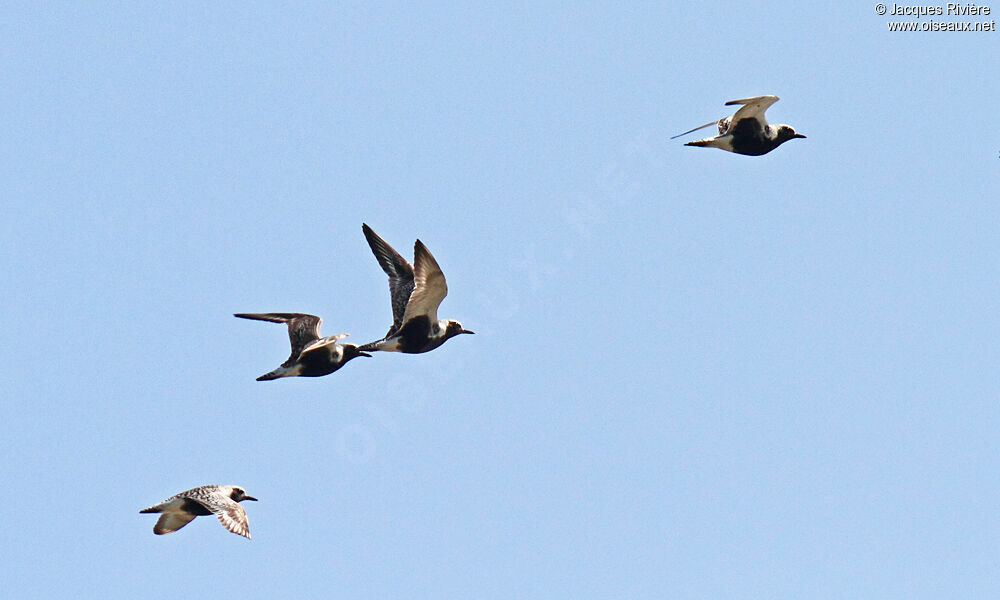 Grey Ploveradult breeding, Flight