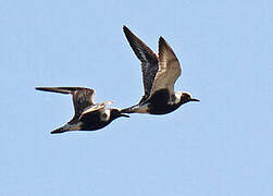 Grey Plover