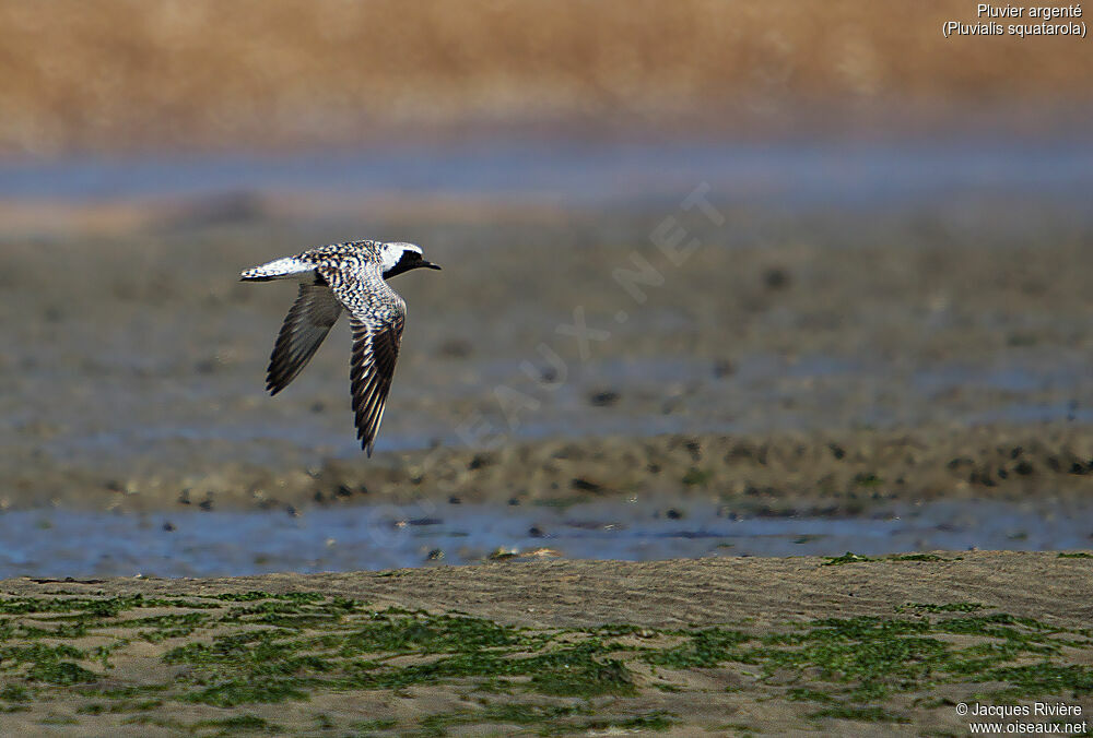 Grey Plover male adult breeding, Flight