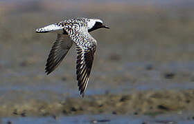 Grey Plover