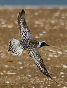 Grey Plover