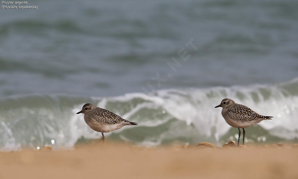 Grey Plover, identification