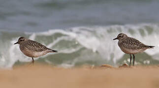 Grey Plover