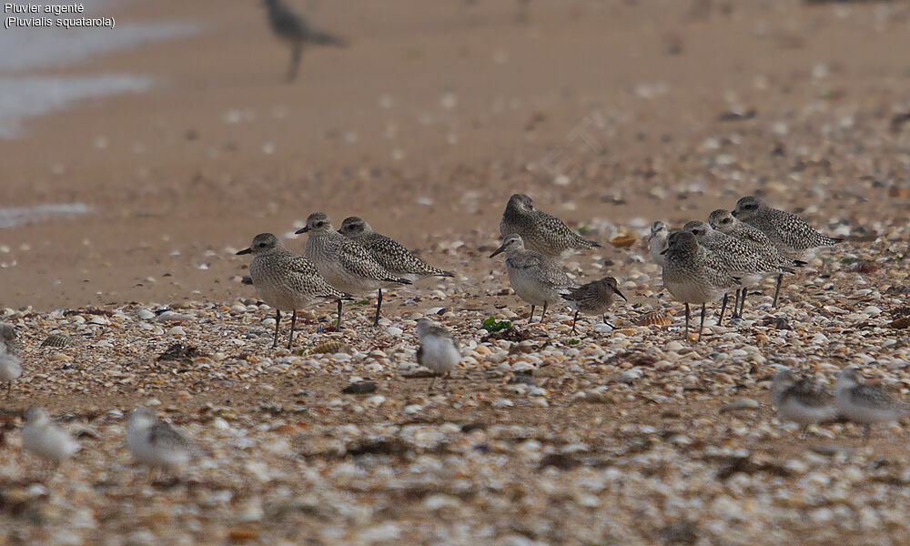 Grey Plover