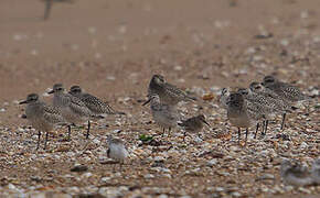 Grey Plover