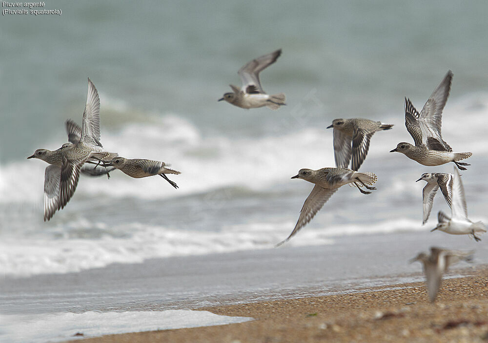 Grey Plover, Flight