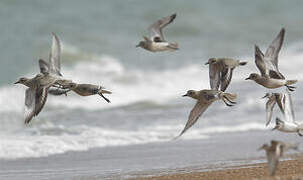 Grey Plover