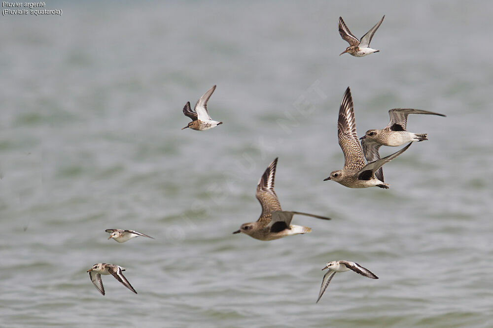 Grey Plover, Flight