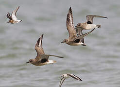 Grey Plover