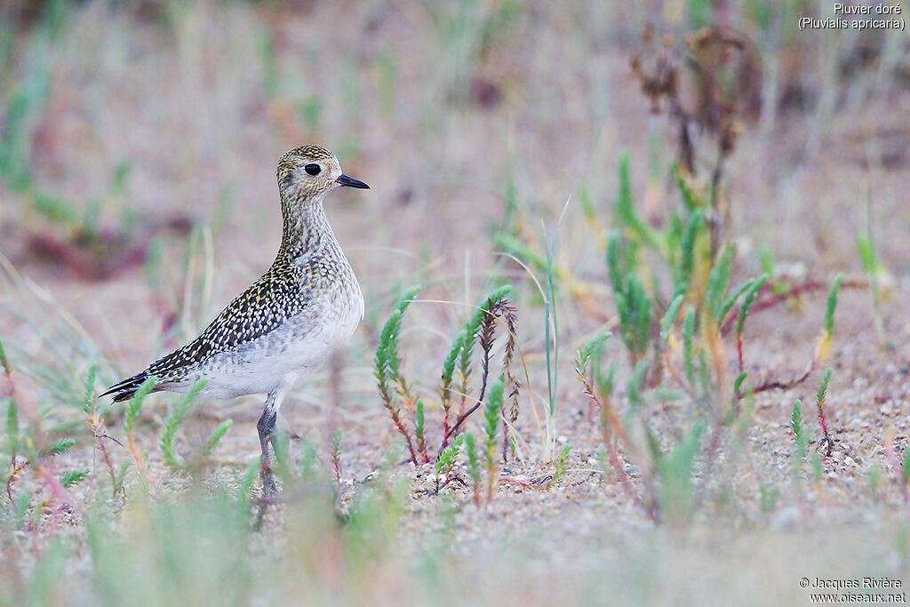 European Golden Ploveradult post breeding, identification