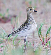 European Golden Plover