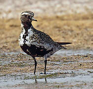 European Golden Plover