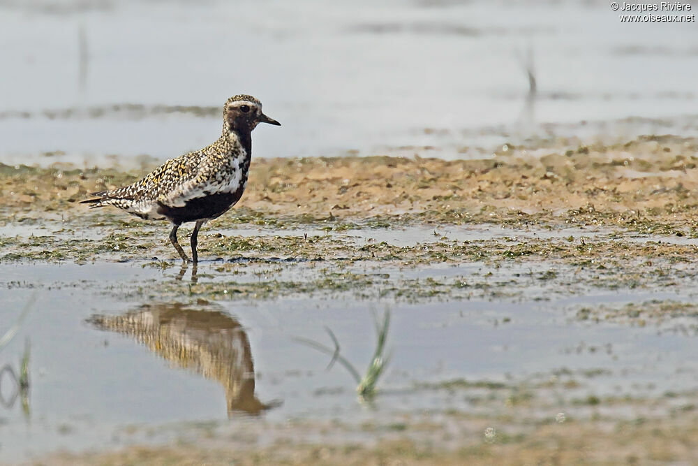 European Golden Ploveradult breeding