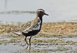 European Golden Plover