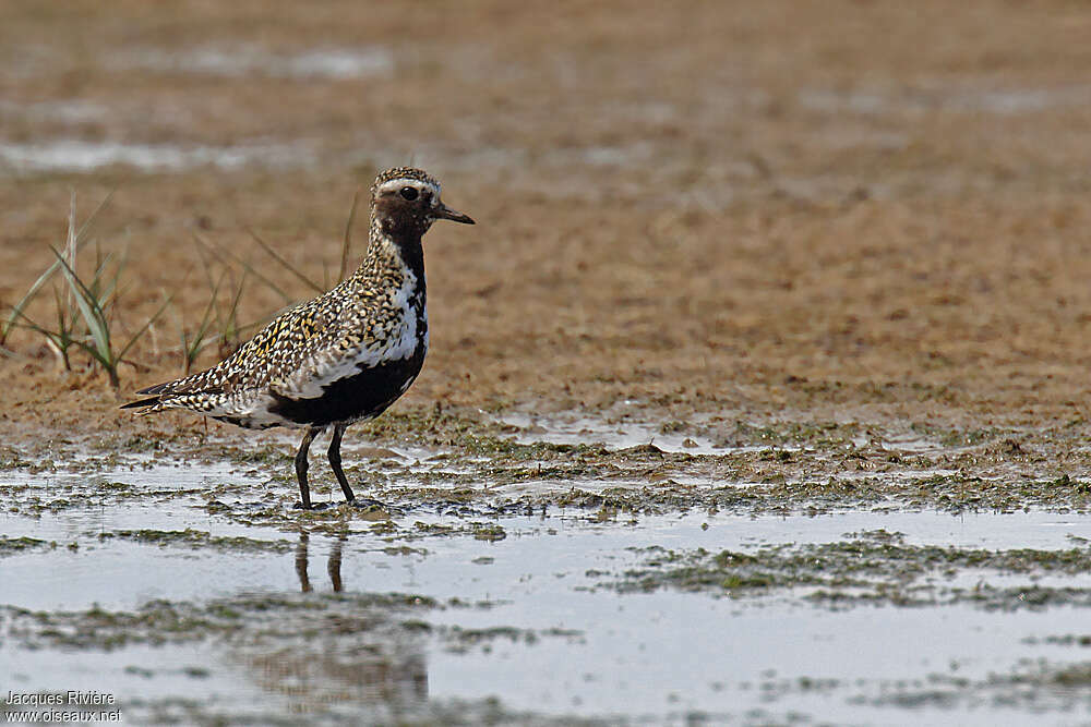 European Golden Plover male adult breeding