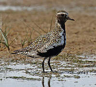 European Golden Plover