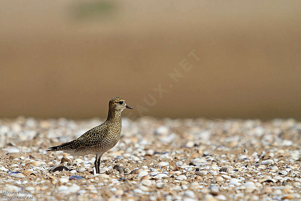 Pluvier doréjuvénile, identification