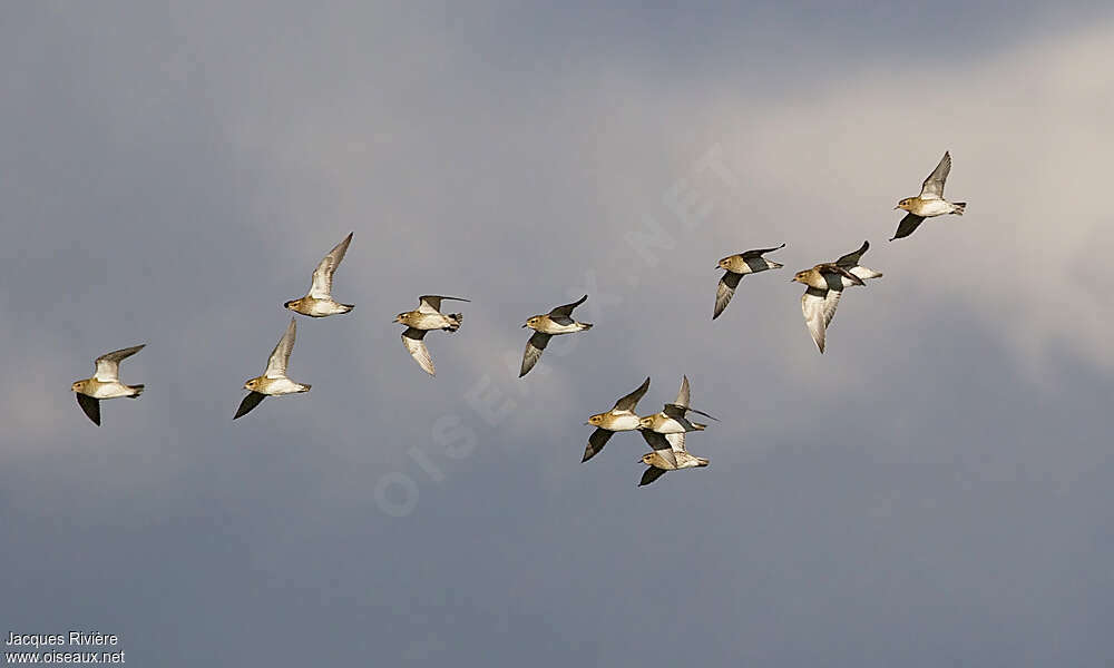 European Golden Ploverbreeding, Flight