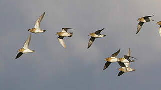 European Golden Plover