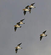 European Golden Plover