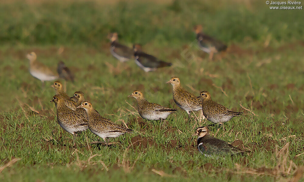 European Golden Ploveradult post breeding